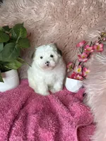 Sissy, a female Morkie for sale in Godwin, NC – 4 of 4