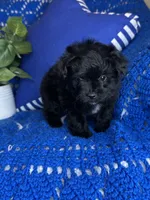 Star, a male Morkie for sale in Godwin, NC – 3 of 4