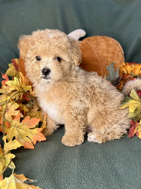 Cupid – Maltipoo puppy for sale in Godwin, NC