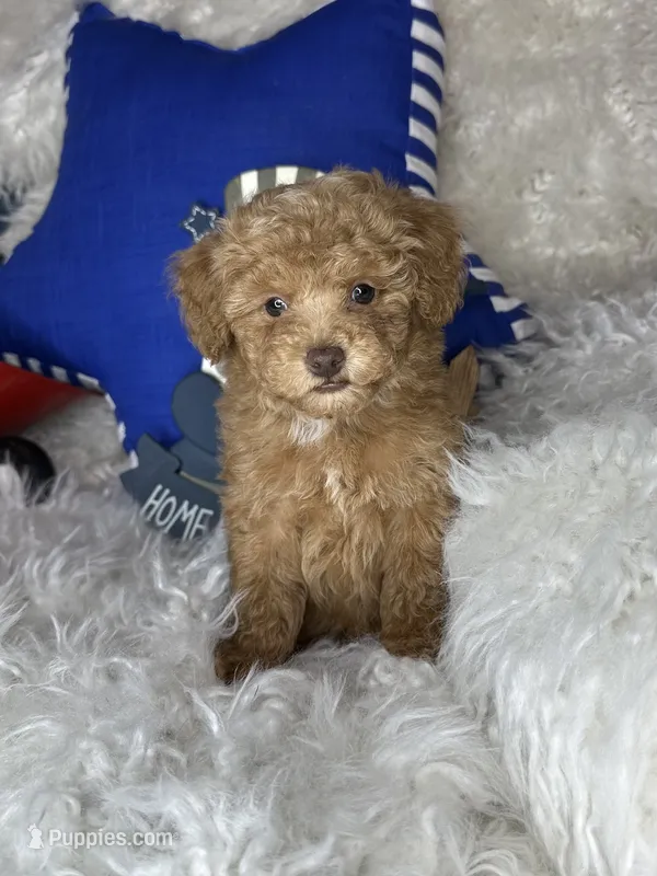 Remmy  – Poodle - Toy  puppy for sale in Godwin, NC