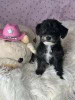 Pepper, a female Yorkipoo for sale in Godwin, NC – 3 of 4