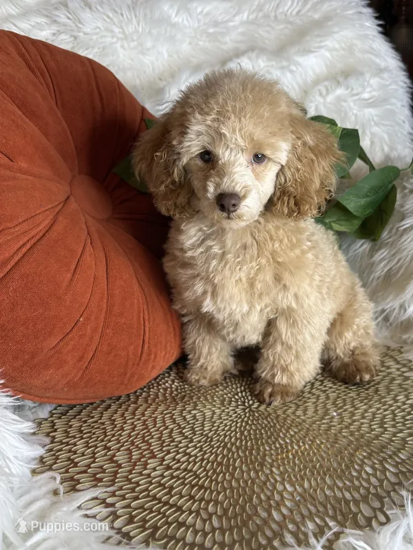 Yankee – Poodle - Toy  puppy for sale in Godwin, NC