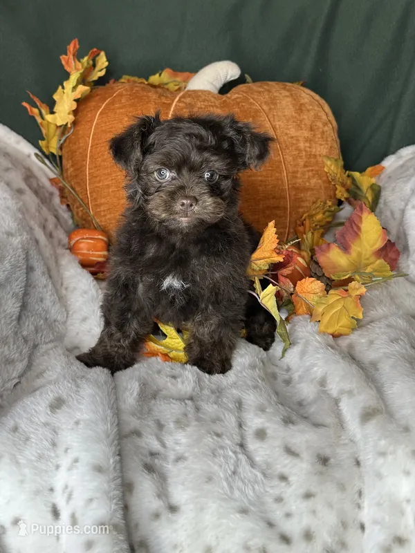 Archie – Peekapoo puppy for sale in Godwin, NC