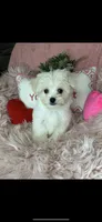 Trinity , a female Maltese for sale in Godwin, NC – 2 of 7