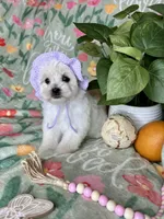 Trinity , a female Maltese for sale in Godwin, NC – Photo 1 of 4