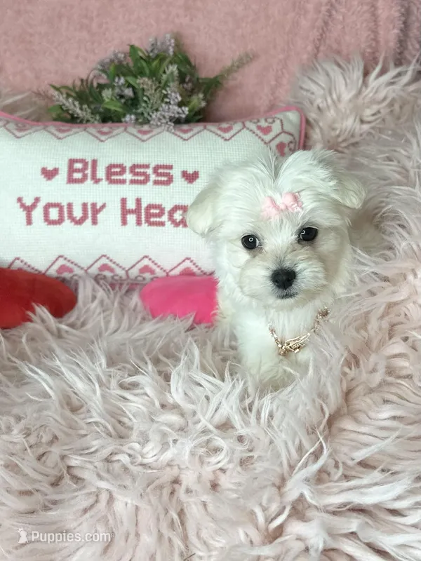 Trinity  – Maltese puppy for sale in Godwin, NC
