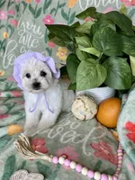 Trinity , a female Maltese for sale in Godwin, NC – Photo 3 of 4