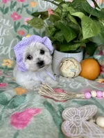 Trinity , a female Maltese for sale in Godwin, NC – Photo 2 of 4