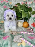 Trinity , a female Maltese for sale in Godwin, NC – Photo 4 of 4