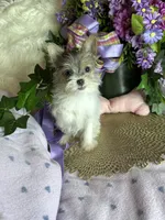 Sheba💎, a female Chorkie for sale in Godwin, NC – 2 of 4
