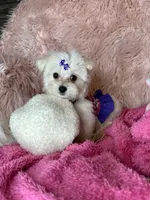 Trinity , a female Maltese for sale in Godwin, NC – 4 of 5