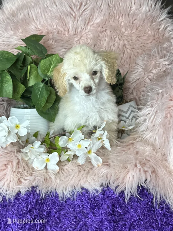 Rosemary  – Poodle - Toy  puppy for sale in Godwin, NC