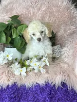 Rosemary , a female Poodle - Toy  for sale in Godwin, NC – 1 of 8