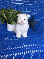 Sammy , a male Morkie for sale in Godwin, NC – 4 of 7