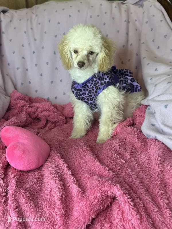 Rosemary  – Poodle - Toy  puppy for sale in Godwin, NC