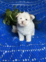 Sammy , a male Morkie for sale in Godwin, NC – 7 of 7