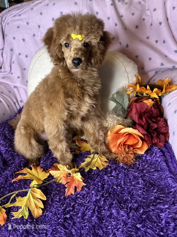 Fable  – Poodle - Toy  puppy for sale in Godwin, NC