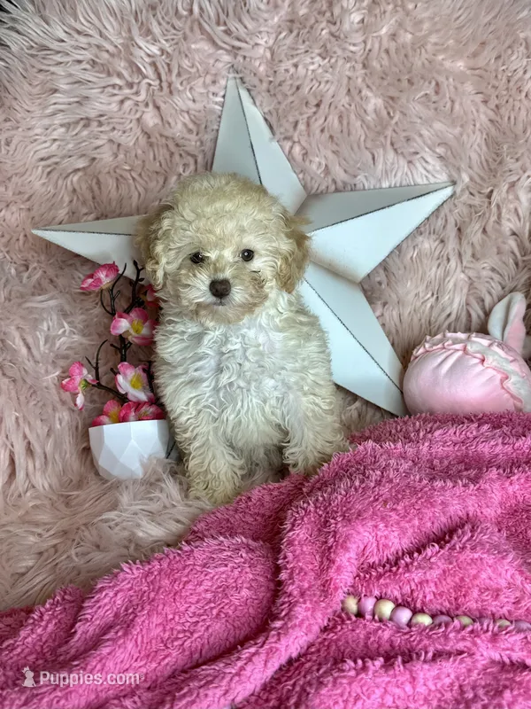 Rosemary  – Poodle - Toy  puppy for sale in Godwin, NC