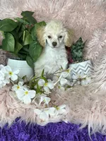 Rosemary , a female Poodle - Toy  for sale in Godwin, NC – 8 of 8