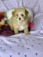 Caramel , a female Maltipoo for sale in Godwin, NC – 4 of 8