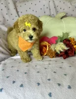 Cookie, a female Maltipoo for sale in Godwin, NC – 6 of 7