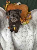 Archie, a male Peekapoo for sale in Godwin, NC – 4 of 5