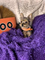 Cherry Pie 🥧 , a female Yorkshire Terrier for sale in Godwin, NC – 2 of 5