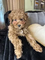 Fable , a female Poodle - Toy  for sale in Godwin, NC – 2 of 3
