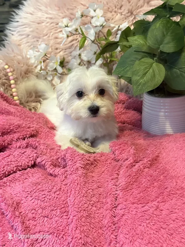 Trinity  – Maltese puppy for sale in Godwin, NC