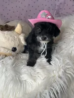 Pepper, a female Yorkipoo for sale in Godwin, NC – 4 of 4