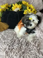 Lolly, a female Shihpoo for sale in Godwin, NC – 4 of 8
