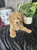 Feebee, a female Poodle - Toy  for sale in Godwin, NC – 2 of 7