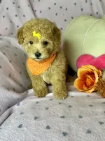 Cookie, a female Maltipoo for sale in Godwin, NC – 5 of 7