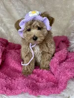 Feebee, a female Poodle - Toy  for sale in Godwin, NC – Photo 2 of 5