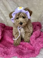 Feebee, a female Poodle - Toy  for sale in Godwin, NC – Photo 1 of 5