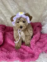 Feebee, a female Poodle - Toy  for sale in Godwin, NC – Photo 3 of 5