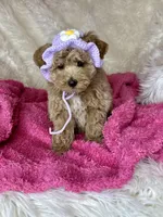 Feebee, a female Poodle - Toy  for sale in Godwin, NC – Photo 5 of 5