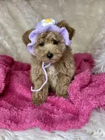 Feebee, a female Poodle - Toy  for sale in Godwin, NC – Photo 4 of 5