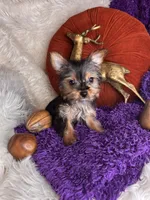 Cherry Pie 🥧 , a female Yorkshire Terrier for sale in Godwin, NC – 2 of 5
