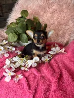Sheba, a female Chorkie for sale in Godwin, NC – 2 of 4