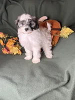 Lemon, a male Shihpoo for sale in Godwin, NC – 3 of 6