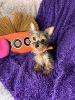 Cherry Pie 🥧 , a female Yorkshire Terrier for sale in Godwin, NC – 3 of 5