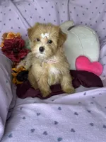 Caramel , a female Maltipoo for sale in Godwin, NC – 5 of 8