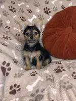 Shubunkin, a male Chorkie for sale in Godwin, NC – 2 of 4
