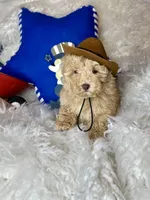 Yankee, a male Poodle - Toy  for sale in Godwin, NC – 3 of 6