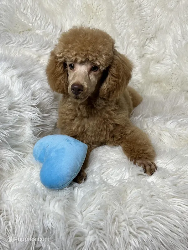 Yogi – Poodle - Toy  puppy for sale in Godwin, NC