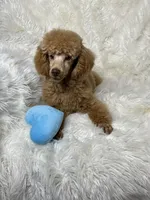 Yogi, a male Poodle - Toy  for sale in Godwin, NC – Photo 2 of 5
