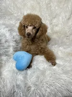 Yogi, a male Poodle - Toy  for sale in Godwin, NC – Photo 5 of 5