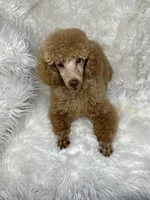 Yogi, a male Poodle - Toy  for sale in Godwin, NC – Photo 3 of 5