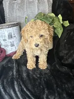 Feebee, a female Poodle - Toy  for sale in Godwin, NC – 3 of 7